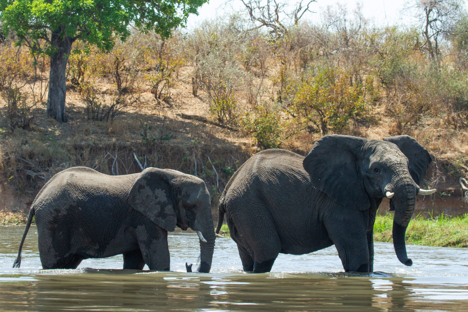 Nxamaseri Island lodge thumbnail 11